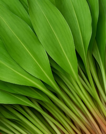 생방송투데이 이 주의 장바구니 화천 산나물 숲 산방환담 명이나물 주문 방법 및 효능 명이나물장아찌레시피