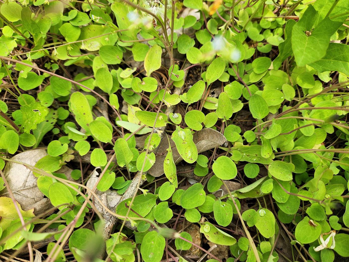 좀씀바귀(둥근잎씀바귀)