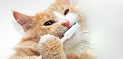 칫솔을 씹는 고양이.