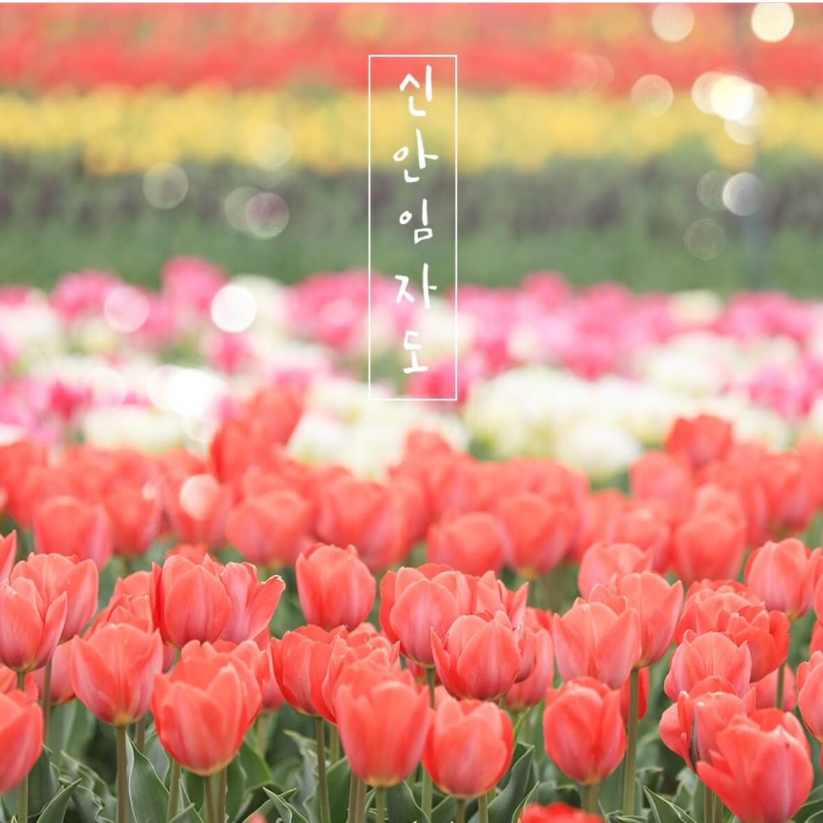 임자도 튤립축제기간