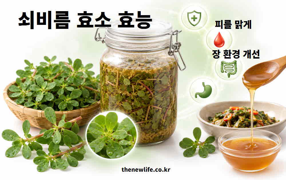 쇠비름 효소 효능