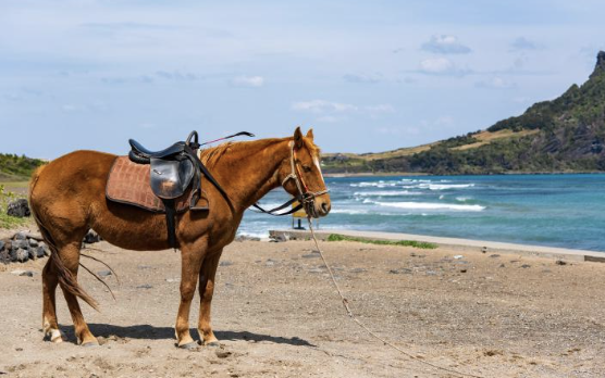 제주 시티투어버스 요금