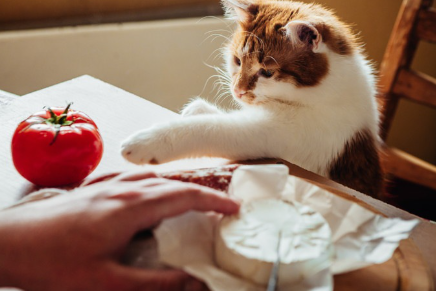 토마토에 손을 뻗는 고양이.