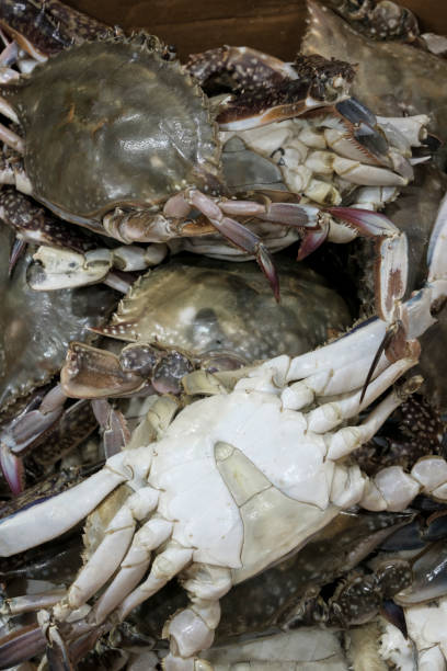 게국지 태안 향토음식 인기 요인과 흑백요리사 화제