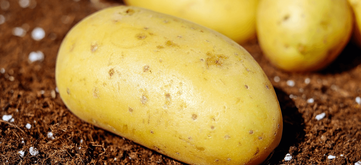 키 크는 음식들 사진 - 33