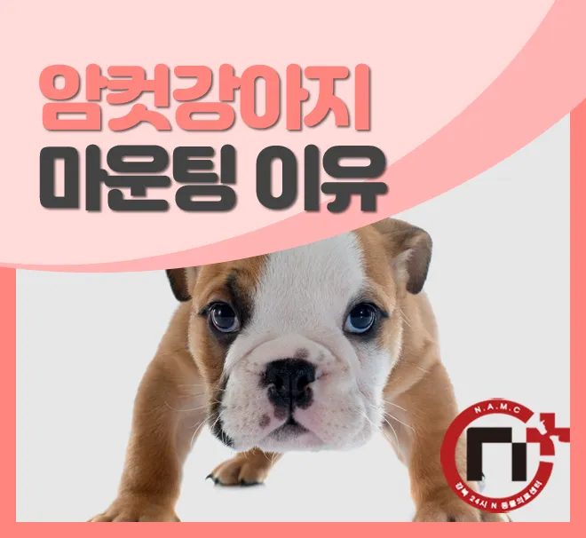 강아지 마운팅 이유 해결 방법_7