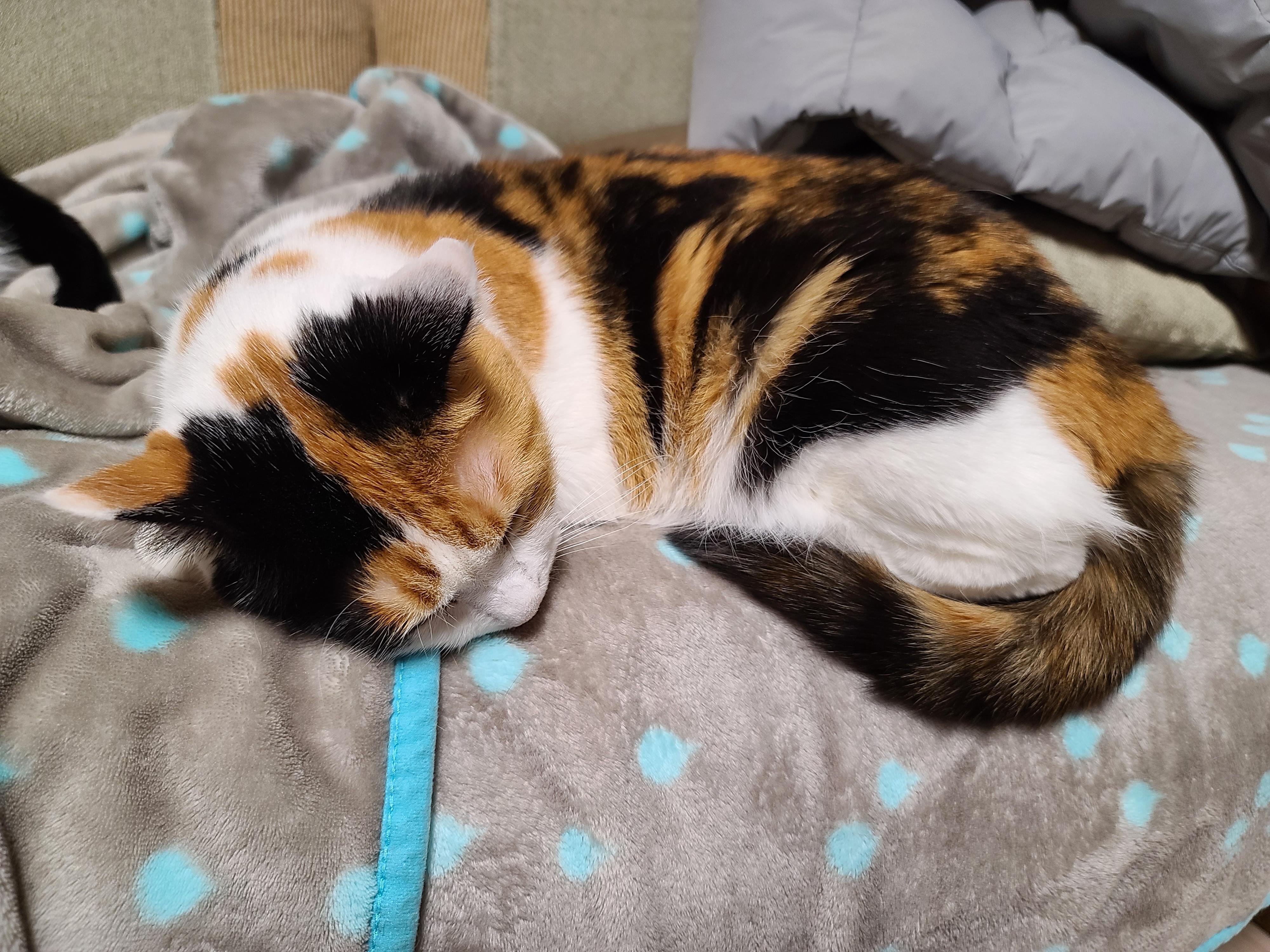 우리집 고양이들에게 전기장판은 선택이 아닌 필수! 보일러가 고장난 3일동안 아홉냥이들은...