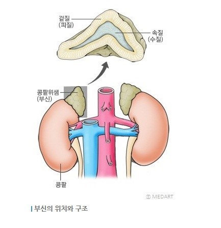 부신 위치