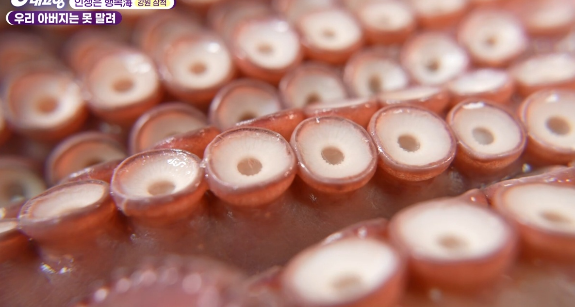 6시내고향 다시보기