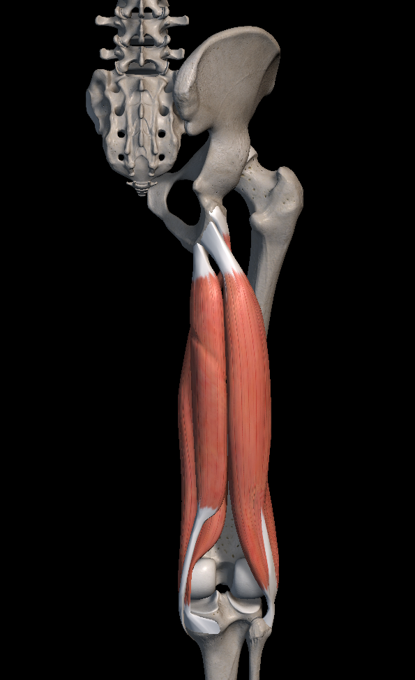 햄스트링 스트레칭 방법