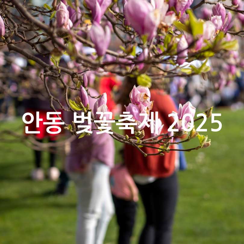 안동 벚꽃축제 2025