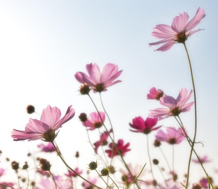 가을에 피는 꽃 종류 코스모스