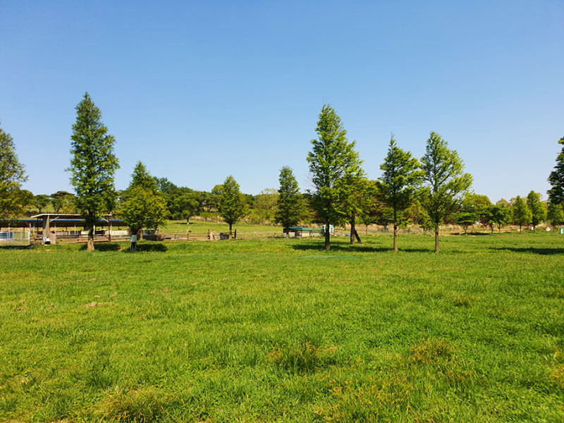 경주 화랑의 언덕 파크골프장. 경북 경주시 산내면 내일리 산261-2