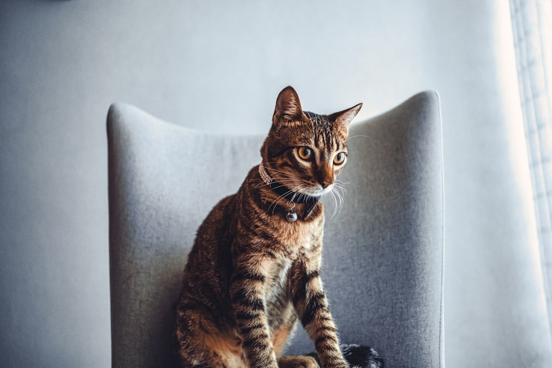 Cat seat.