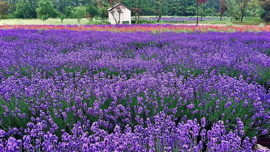 6월 꽃 축제 총정리 ❘ 지역별 꽃 구경 명소와 일정 안내