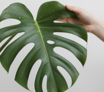 몬스테라 키우기