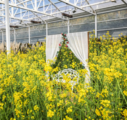 휴애리 유채꽃 축제 사진 9