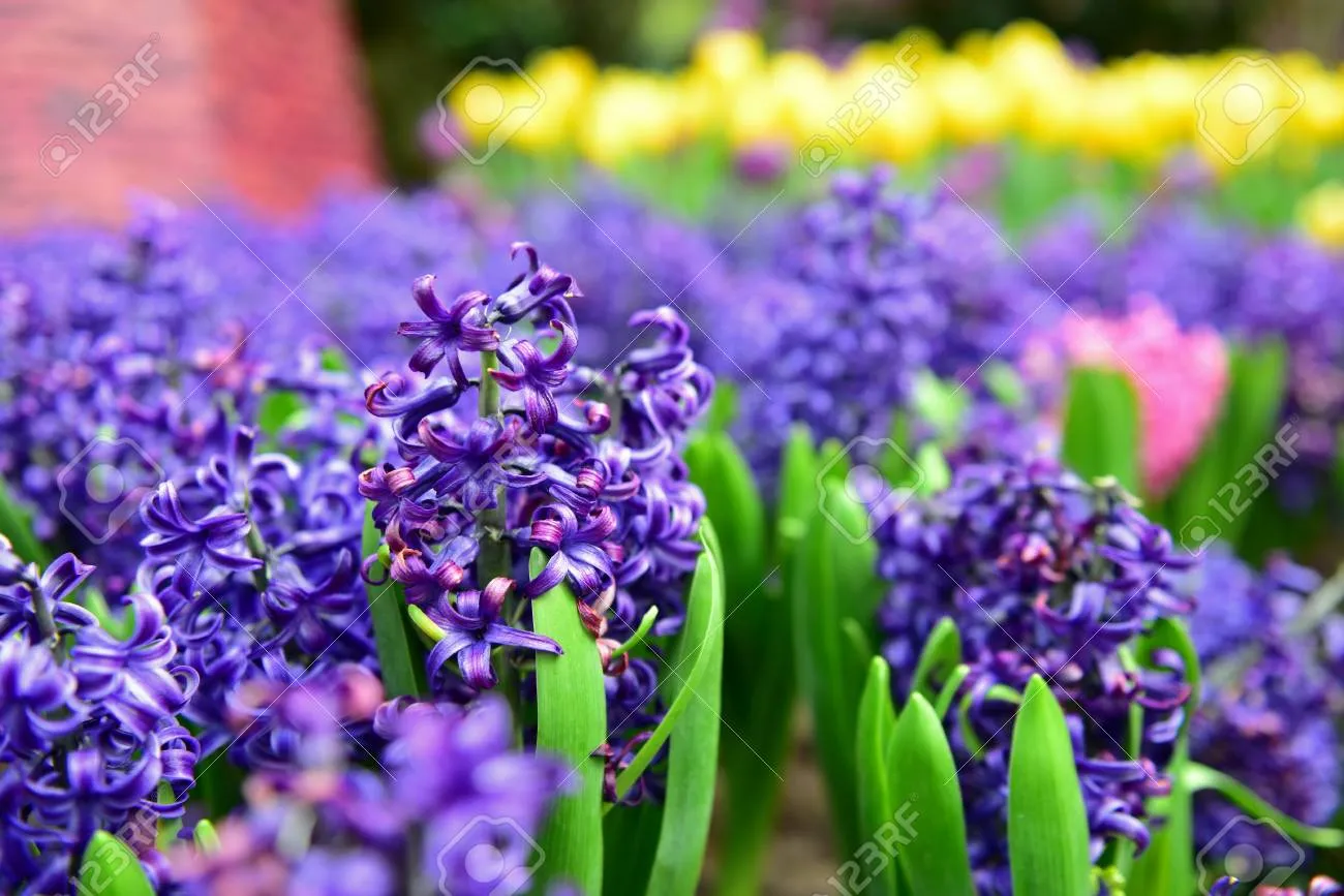 크로커스 꽃 키우기 구근 심기 꽃말 월동 똥손도 잘키우는 팁_3