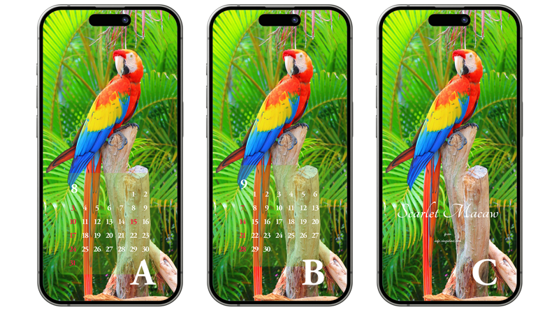 07 스칼렛 마카우 옆모습 ABC - 2025년8월 아이폰배경화면