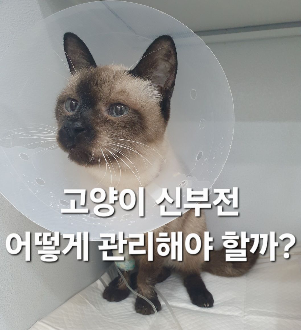 고양이 신부전