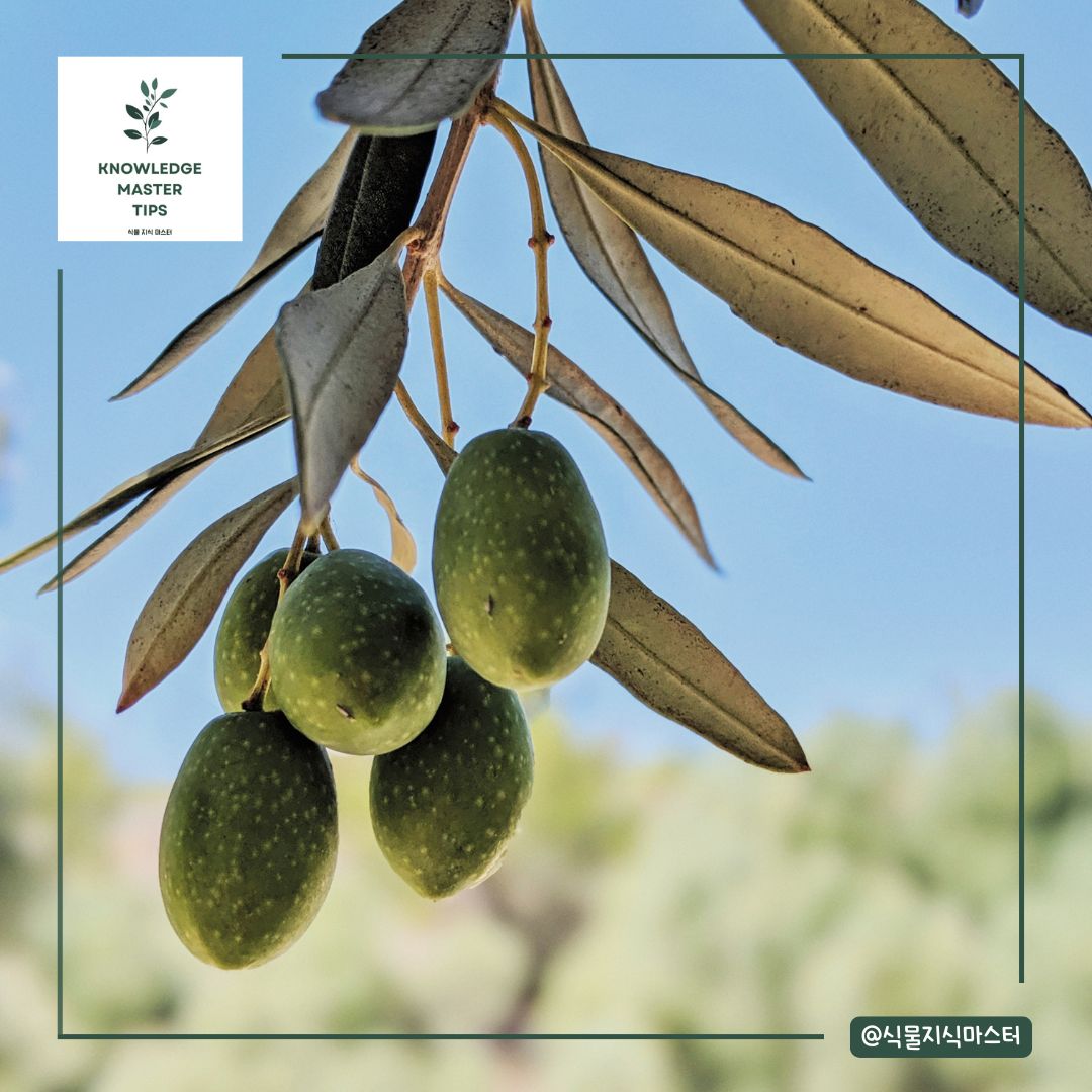 올리브나무 가지치기