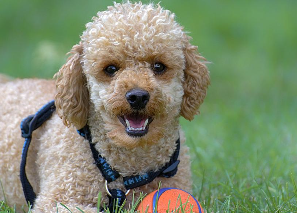 푸들 종류 그리고 성격