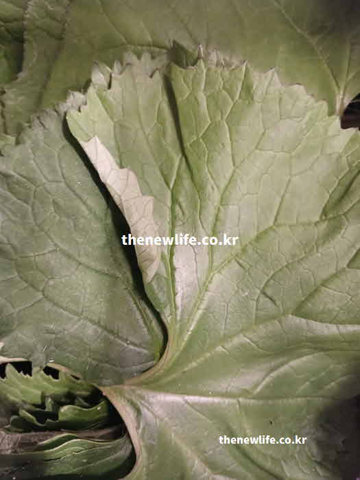 머위 효능 영양성분 폴리페놀