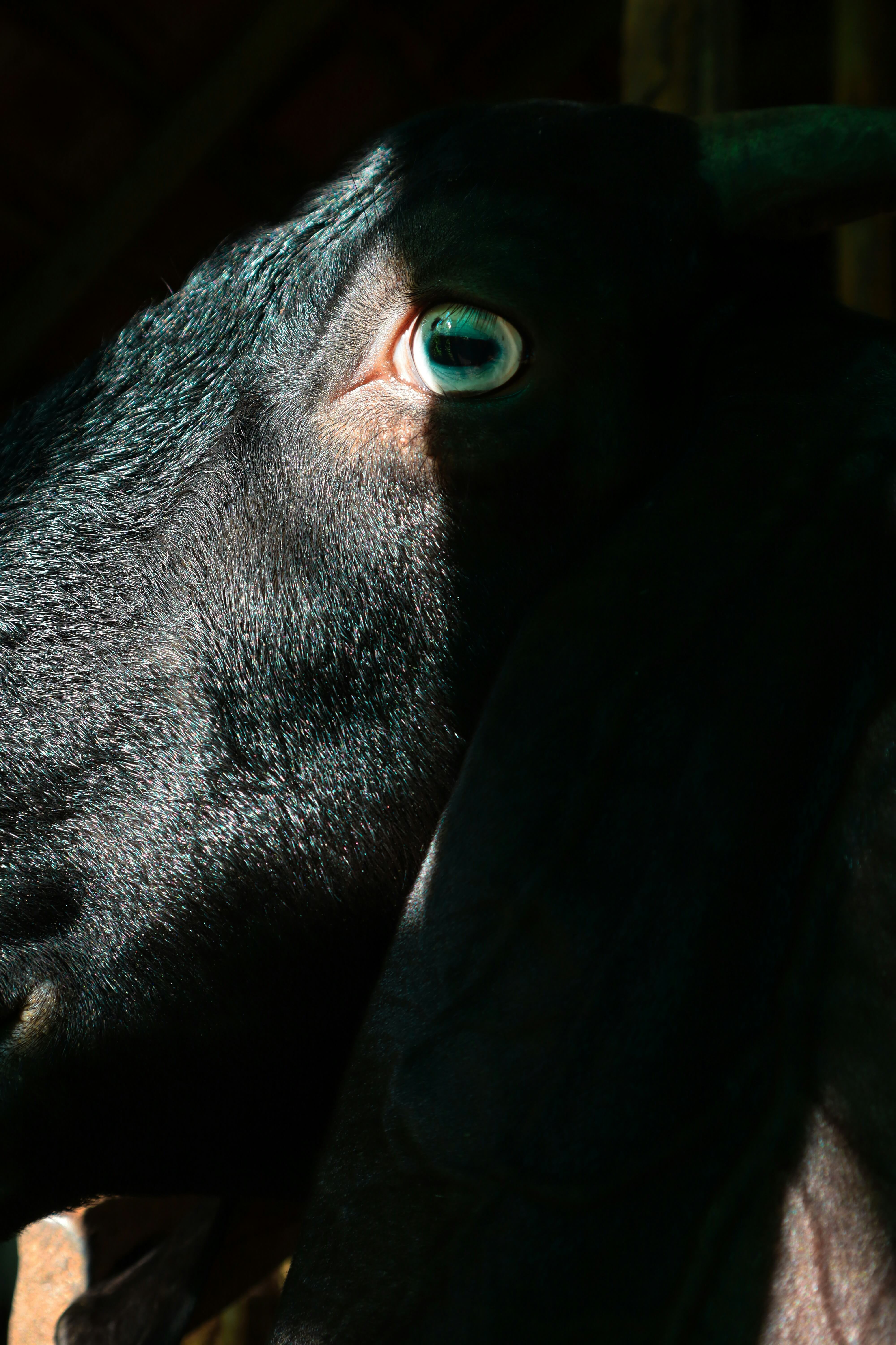 김오곤 흑염소진액