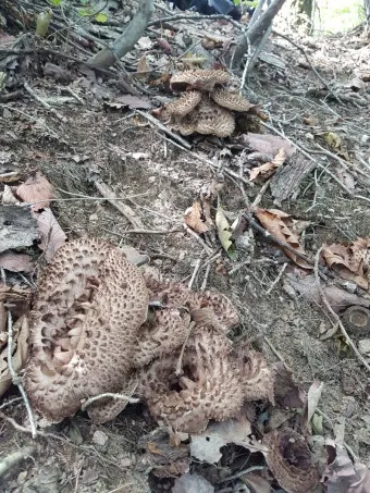 능이버섯 채취시기 산행 정보를 정리_11