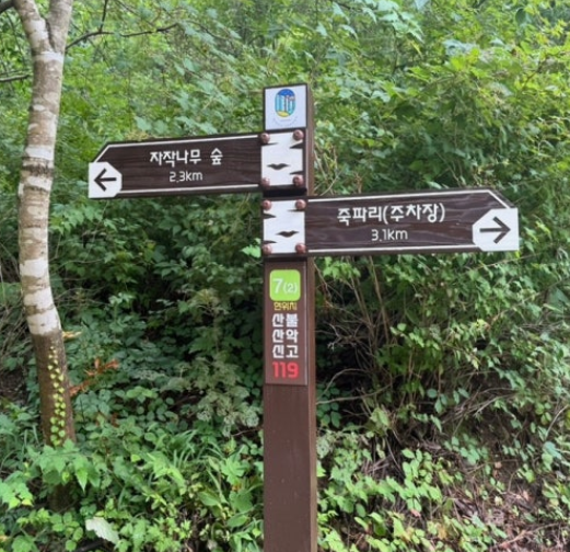 [여행기]인제보다 3배 넓은 비밀의 숲! 경북 영양 죽파리 자작나무숲 현실 방문 팁 &amp; 무공해 전기차 예약법