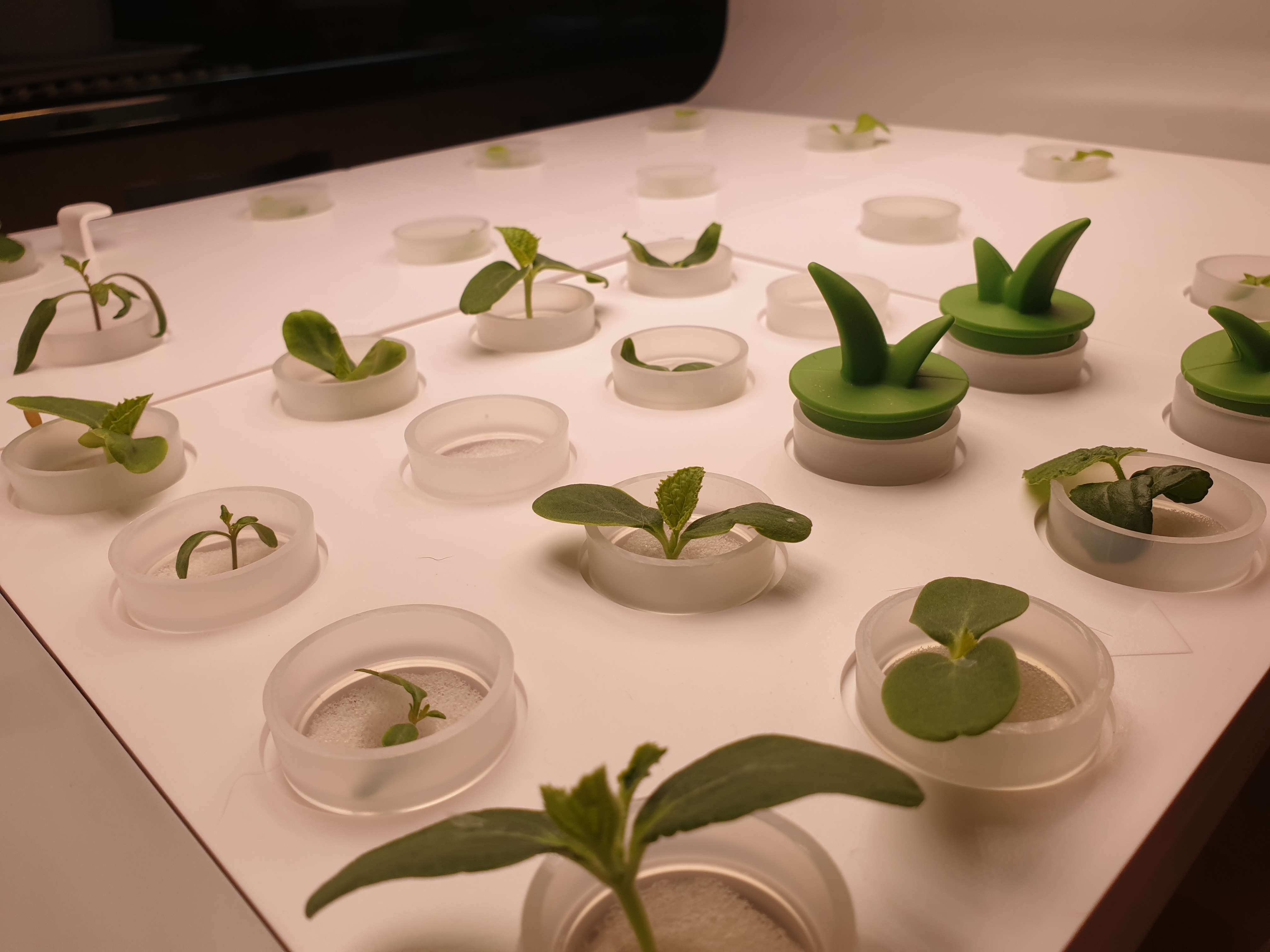 이나프 스마트팜 수경재배기 사용 모습