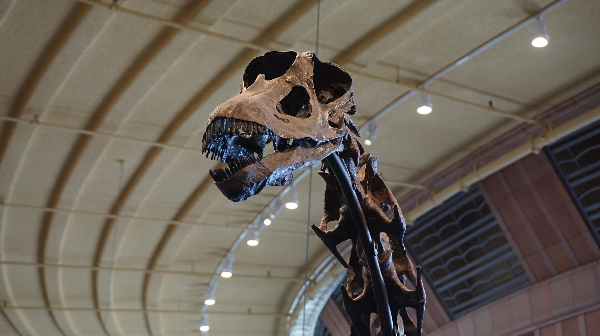 치아가 완성되기 전 어린 개체 화석의 식단은 어떻게 추정할까