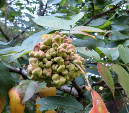 오배자의 성분, 효능, 활용법 완전 정리