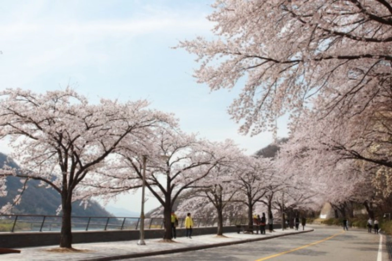 충주호 벚꽃길