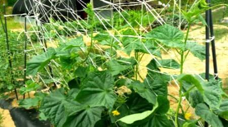 오이재배-오이망설치-오이지주대설치