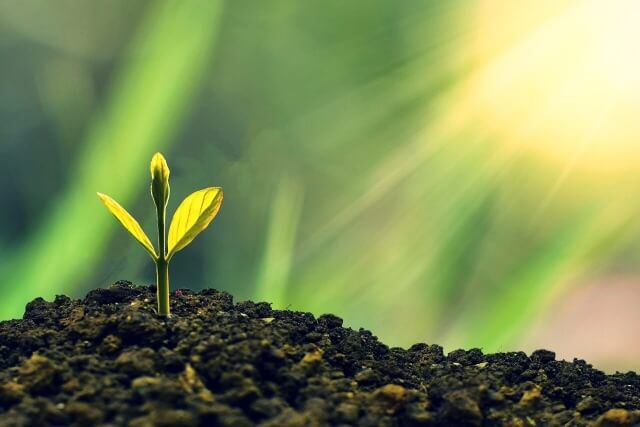 새싹 위로 햇살이 비치는 모습