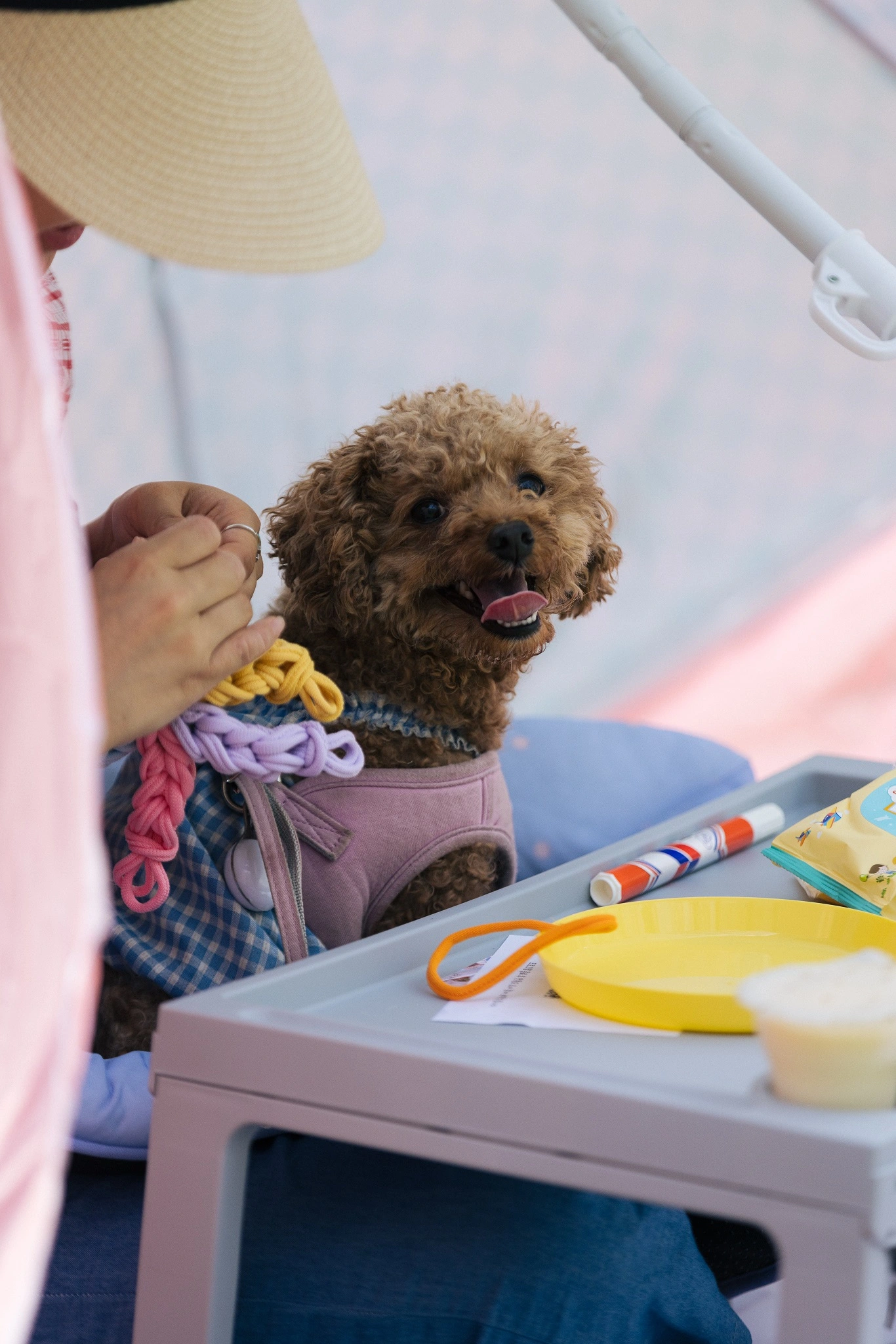 서울공예박물관 한글날 반려견 동반 펫크닉 프로그램 일정 시간 참가 신청 접수 방법 활동 내용