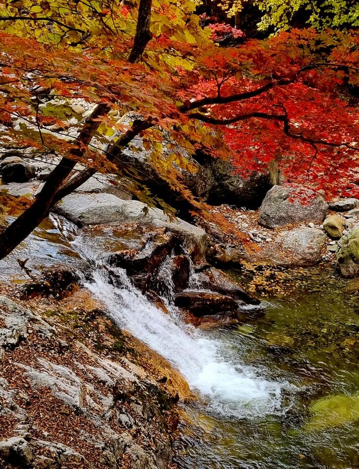 전국 단풍명소, 절정시기