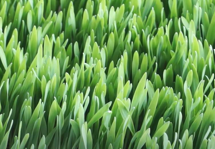 잘 자란 새싹보리