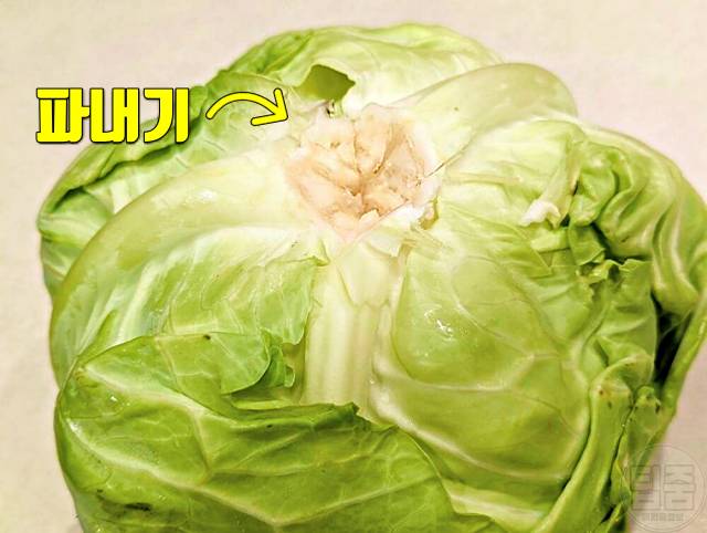 양배추 보관법 한달 양배추보관기간