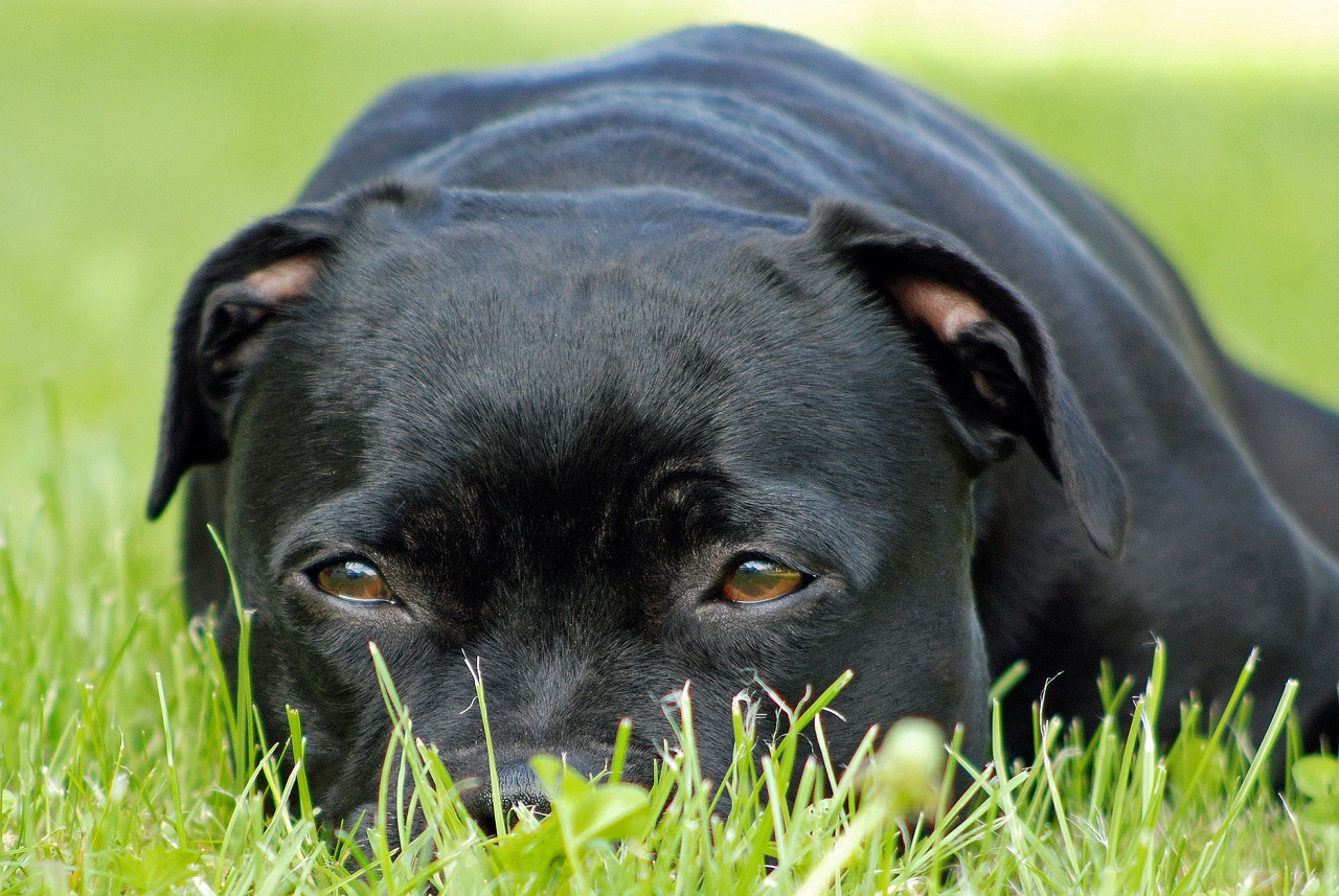 스태퍼드셔 불 테리어(Staffordshire Bull Terrier)