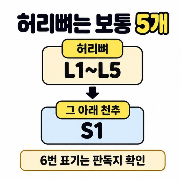 허리뼈는 보통 다섯 개임을 설명하고 L1부터 L5와 그 아래 천추 S1을 상하로 연결하며 6번 표기는 판독지를 확인하도록 안내한 도식