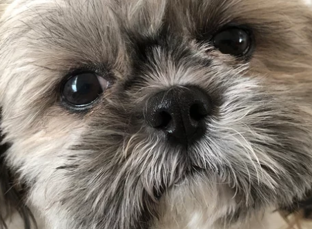 시츄/출처:어도비스톡