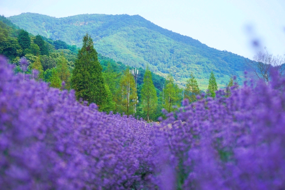라벤더 꽃 밭 뒤로 푸르른 산이 있다.