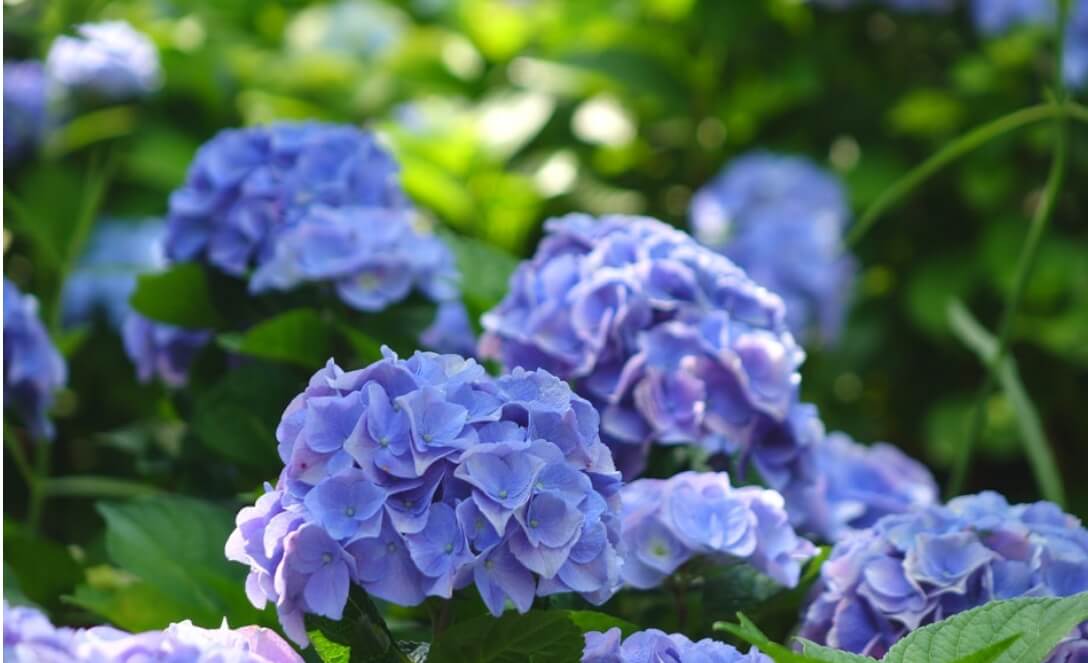 2024년 화담숲 여름 수국 축제 정보