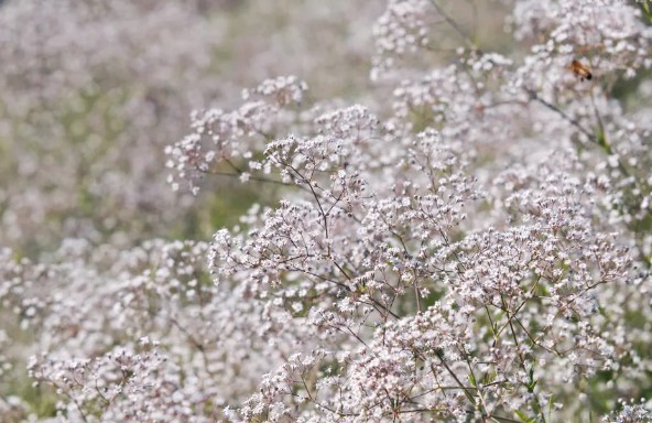[식물키우기] 안개꽃 키우기 관리법 - 물주기&#44; 햇빛&#44; 온도&#44; 습도&#44; 흙(토양)&#44; 비료