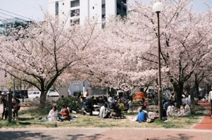 아양기찻길 벚꽃 산책 코스와 가성비 맛집
