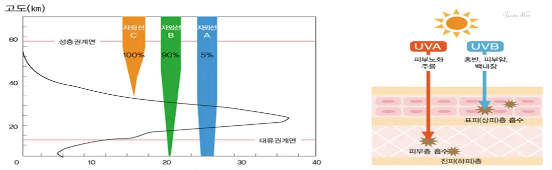 성층권에서 자외선 흡수 량 및 자외선 A와 자외선 B의 피부 침투 정도