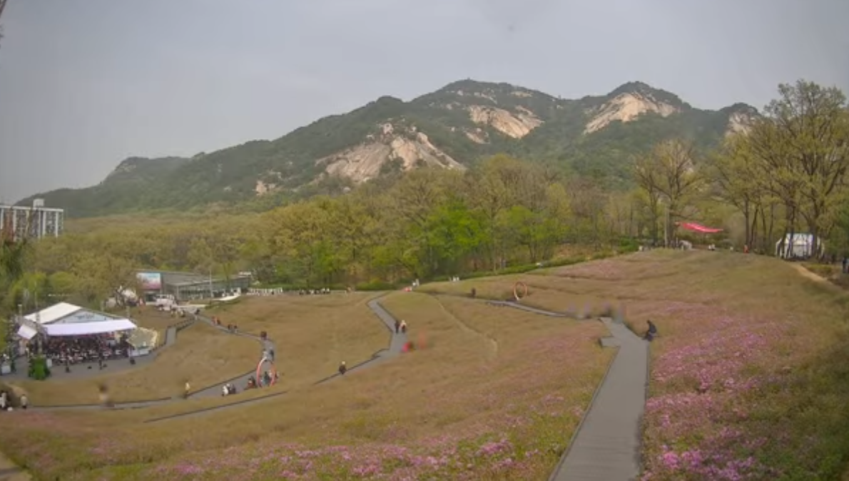 불암산 철쭉