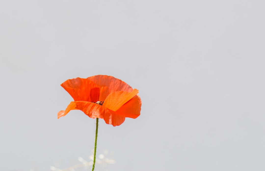 Poppy